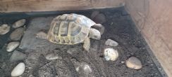 Hermanns : Female approx 8 years old (Gem)